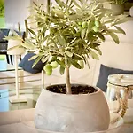 Bbolbia - Bed & Breakfast Olbia
