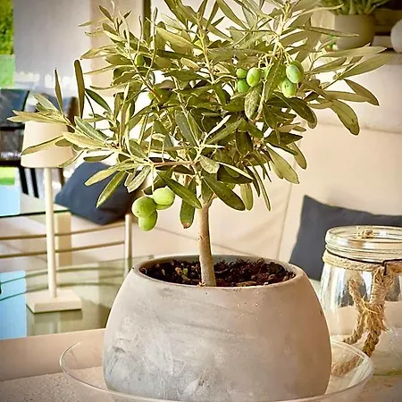 Bed & Breakfast Bbolbia - And Breakfast